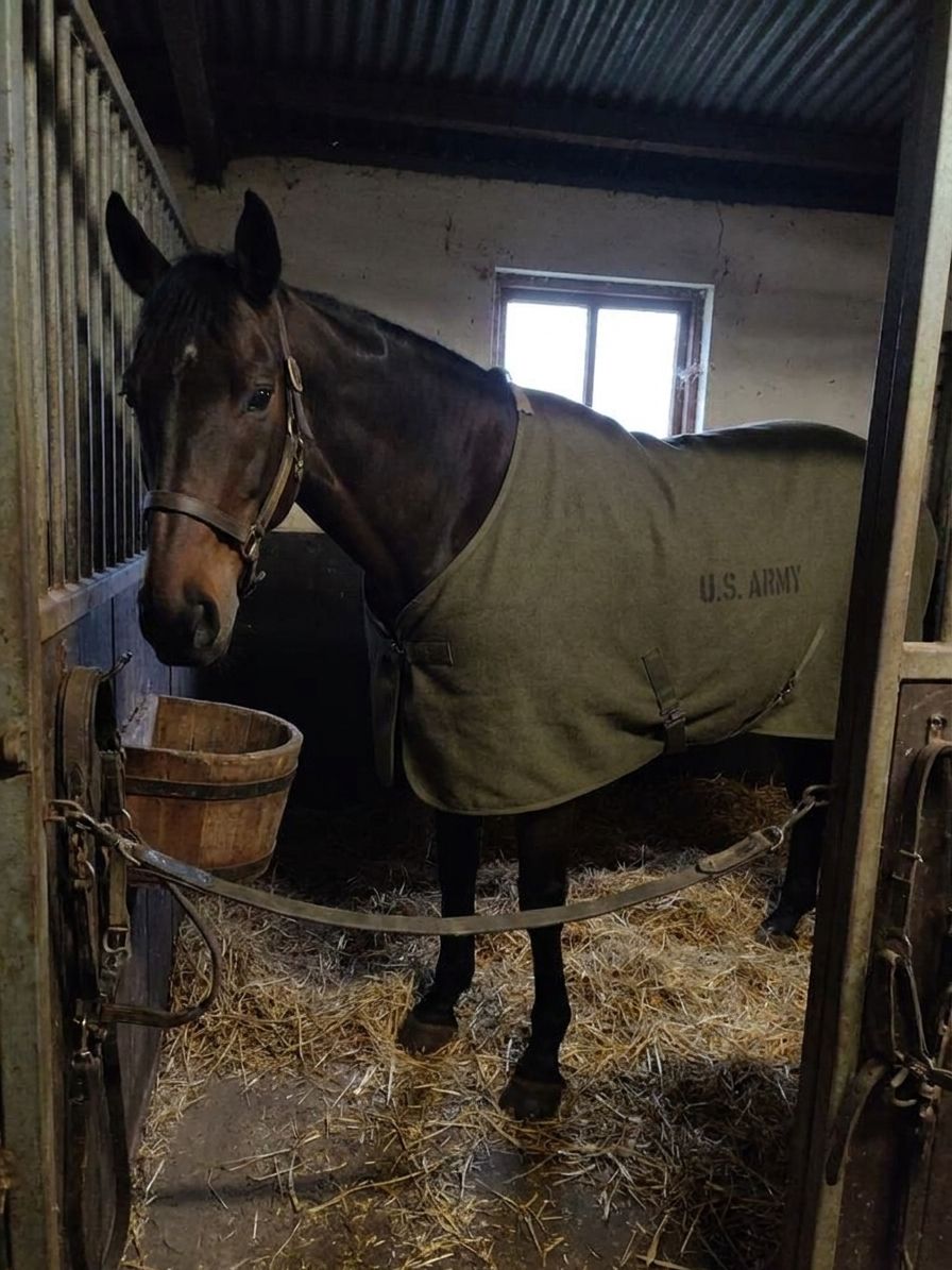 Military surplus blankets for animals
